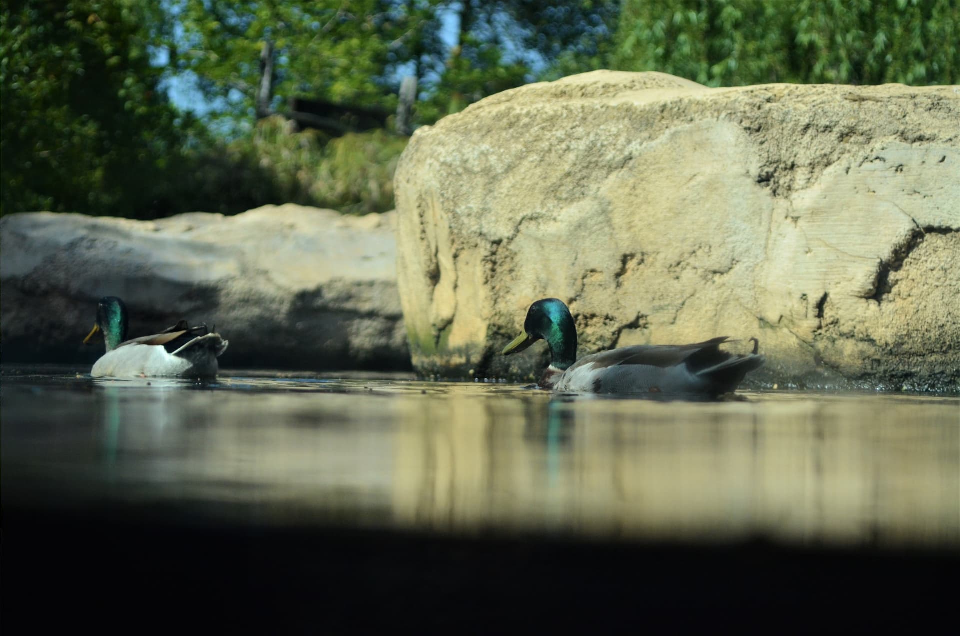 Ifrane National Park