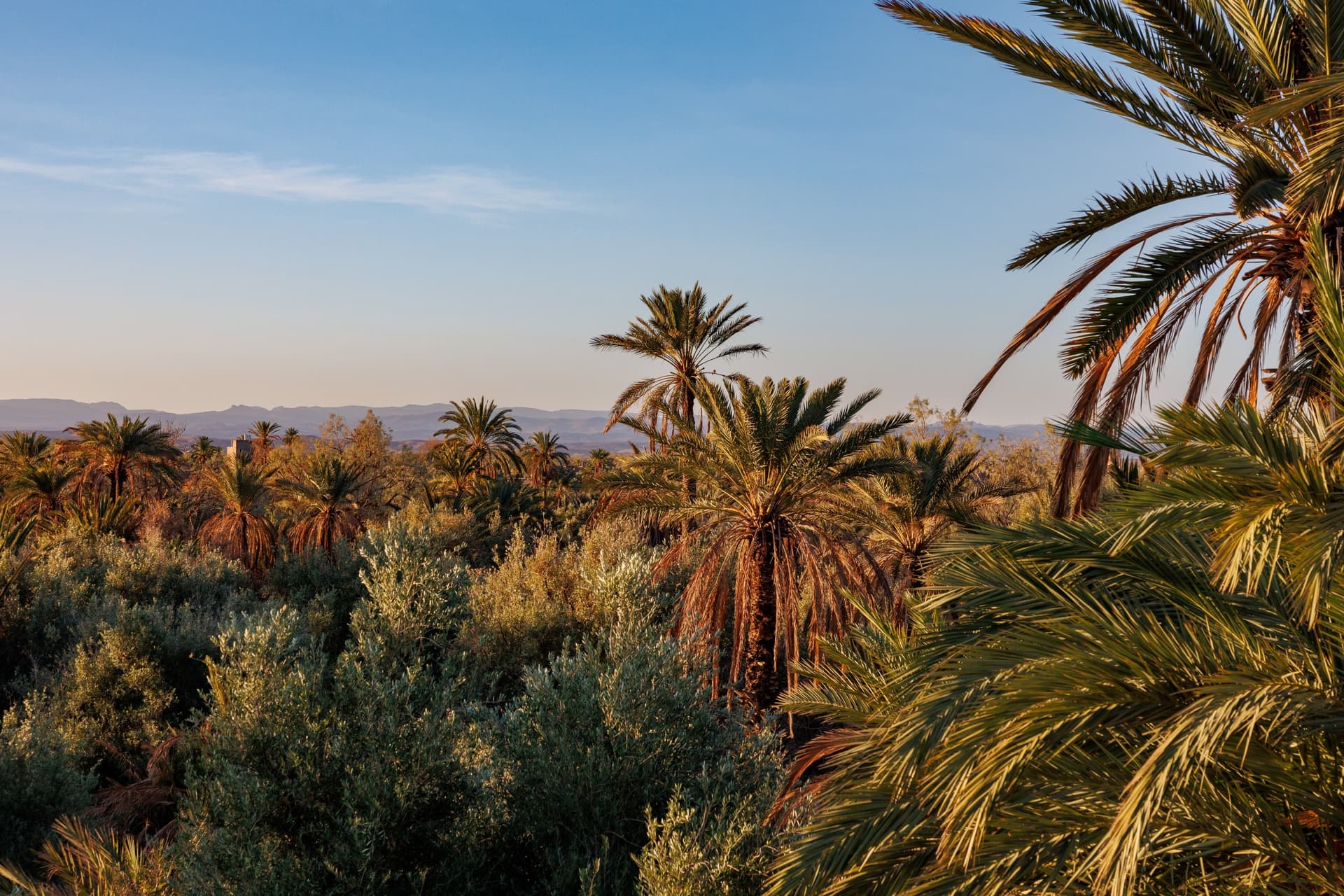 The Palm Grove of Skoura