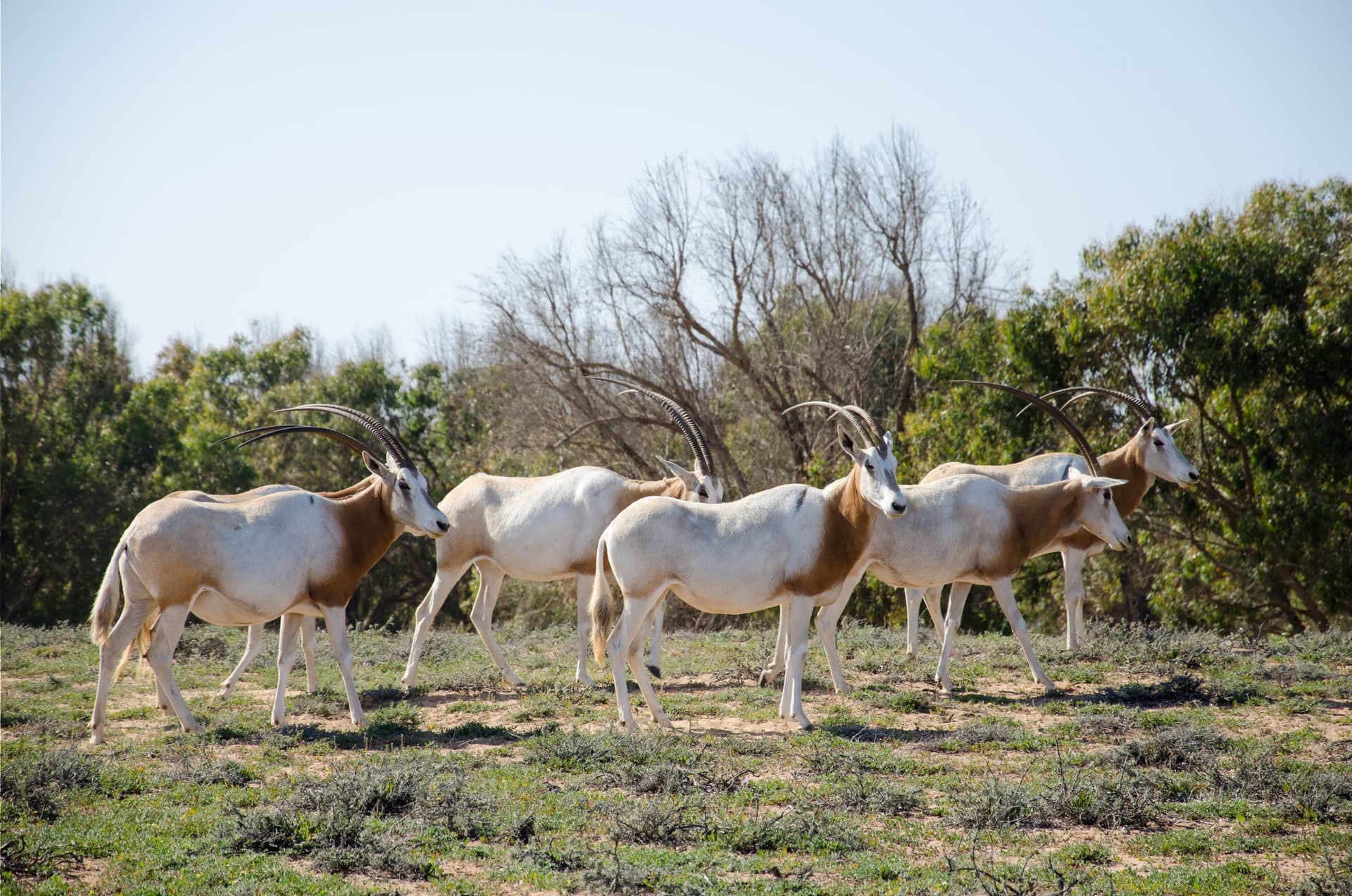 Souss-Massa National Park