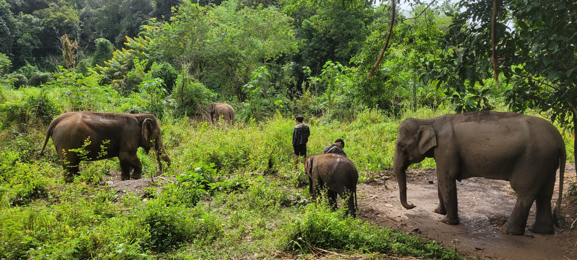 Visiter Chi Jungle Man : une journée avec les éléphants près de Chiang Mai